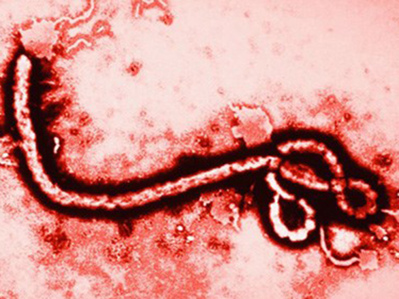 Đại dịch Ebola: Việt Nam chưa ai bị mắc